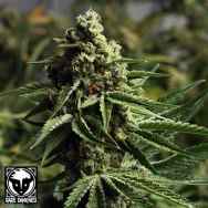 Rare Dankness Seeds Ghost Train Haze #1